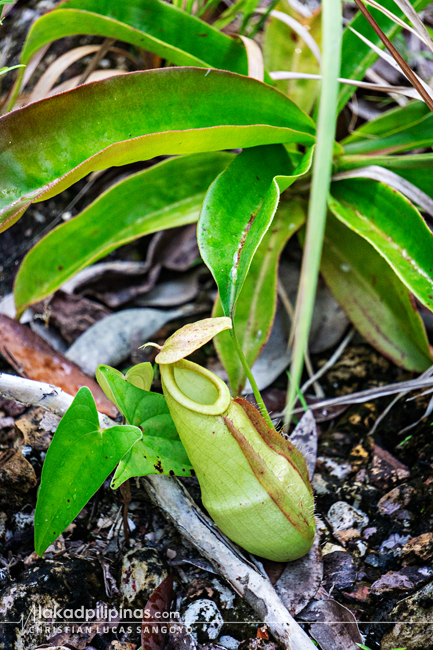 Rebak Island Resort & Marina Langkawi Nature Trail Pitcher Plant