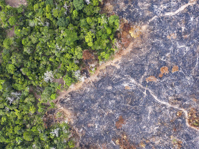 Một góc rừng Amazon bị cháy rụi ở bang Para, Brazil, năm 2019