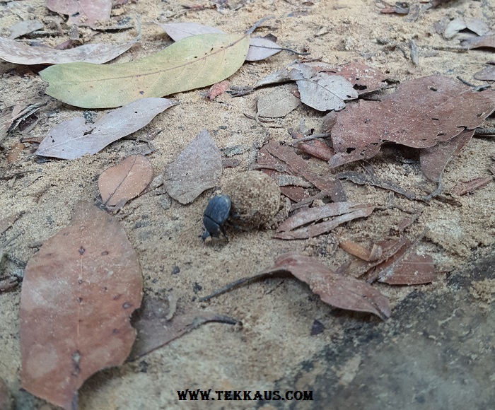 Beetle Rolling Dung Bukit Beruang Melaka