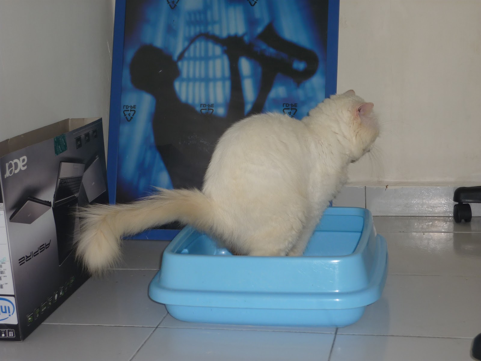Zaicatzz Blog: Kucing Cirit-Birit