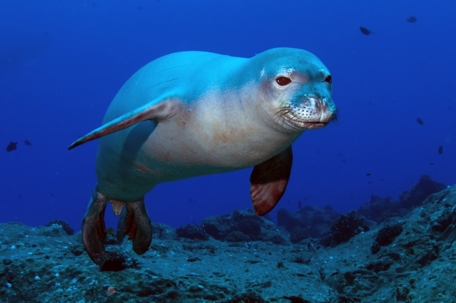 Let's Draw Endangered Species! : ): Med Monk Seal