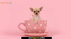 Teacup Chihuahuas and Kids: A Perfect Match or Potential Concerns?
