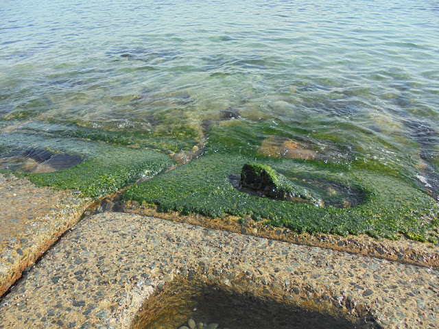 防波堤ブロックに付いた海藻