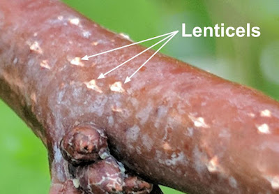 Lenticels On a Young Apricot Tree