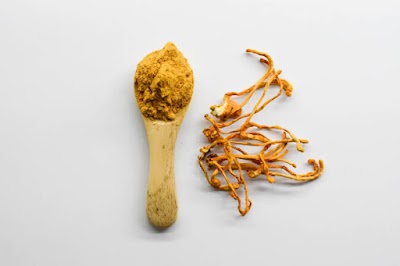 Cordyceps Mushroom Supplier in Pune