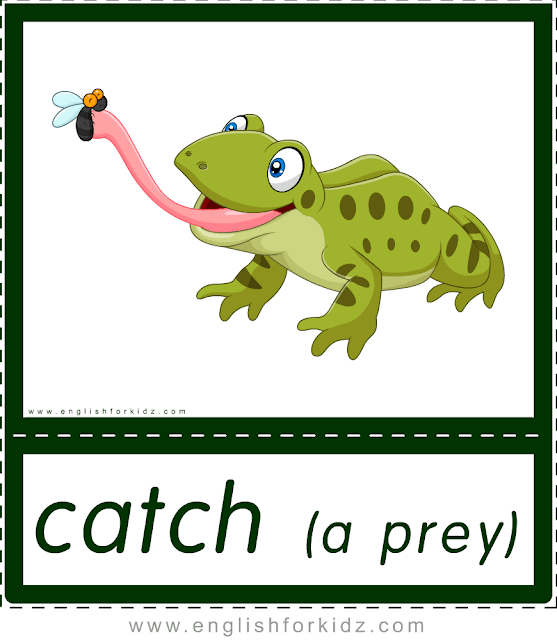 Catch a prey (frog) - printable animal actions flashcards for English learners