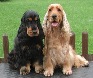 Cocker Spaniel Dog Breed Images