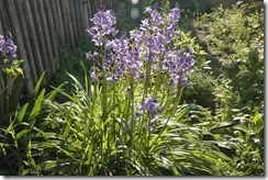 garden 002