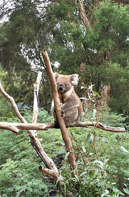 koala