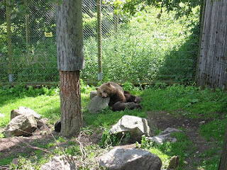 https://commons.wikimedia.org/wiki/File:Tired_brown_bear_050701.JPG