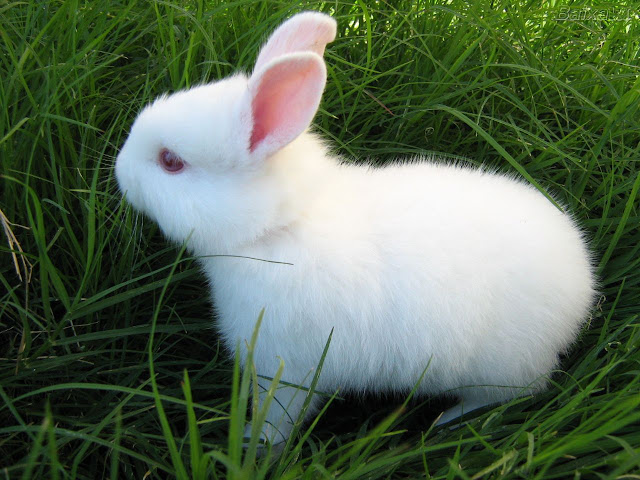 Cute Rabbits HD Wallpaper Free Download