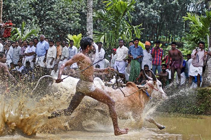 The most famous traditional game involving bulls is Spanish bullfighting, but the people of Kerala, India, have come up with a way celebration that doesn’t involve torturing and killing poor animals. It’s called Maramadi, and it’s held every year, in the post-harvest season.