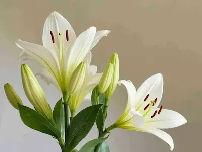 White peace lilies with green leaves in soft natural light