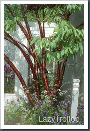 Chelsea Flower Show 2010 176