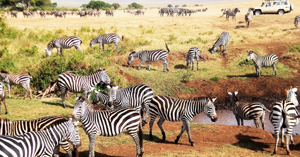 Exploring the Untamed Beauty: Luxury African Safari Adventures in Masai Mara and Serengeti