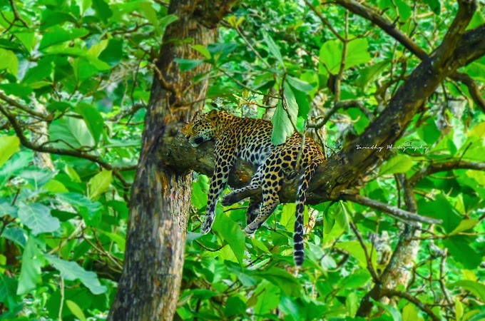 Early Monsoon Kabini and the Perfect Leopard Shot