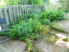 Toronto Backyard Summer Garden Cleanup Before East York by Paul Jung Gardening Services--a Toronto Gardening Company