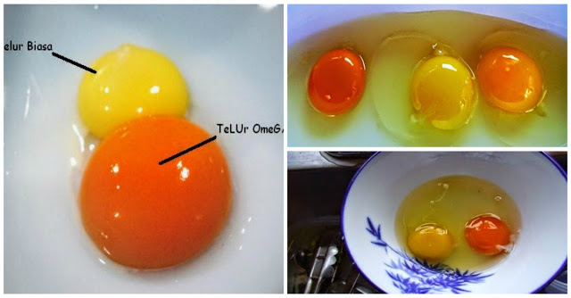 Tidak Semua Telur Itu Sehat , Berikut Cara Membedakan Telur Ayam Sehat Dan yang Tidak Sehat...Baca Selengkapnya