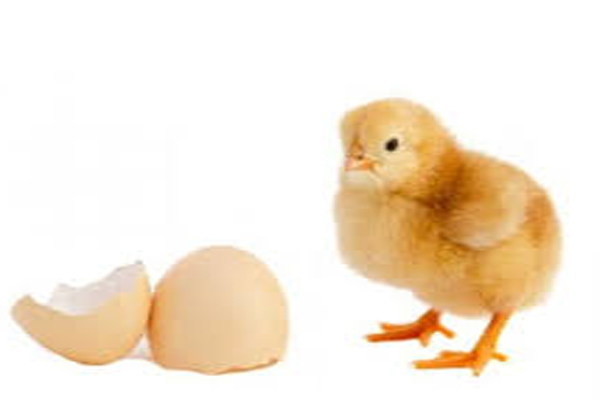 वैज्ञानिकों ने ढूंढ लिया है इसका जवाब की अंडा Egg शाकाहारी है या मांसाहारी?