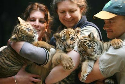 Three Cute Baby Tiger Cubs Image