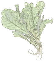 Arugula