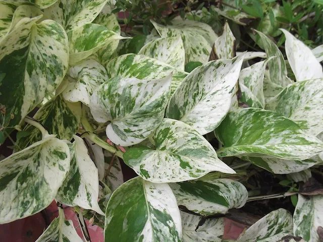 Marble Queen Pothos