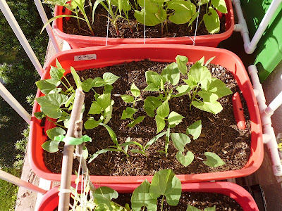 Container Garden Beans