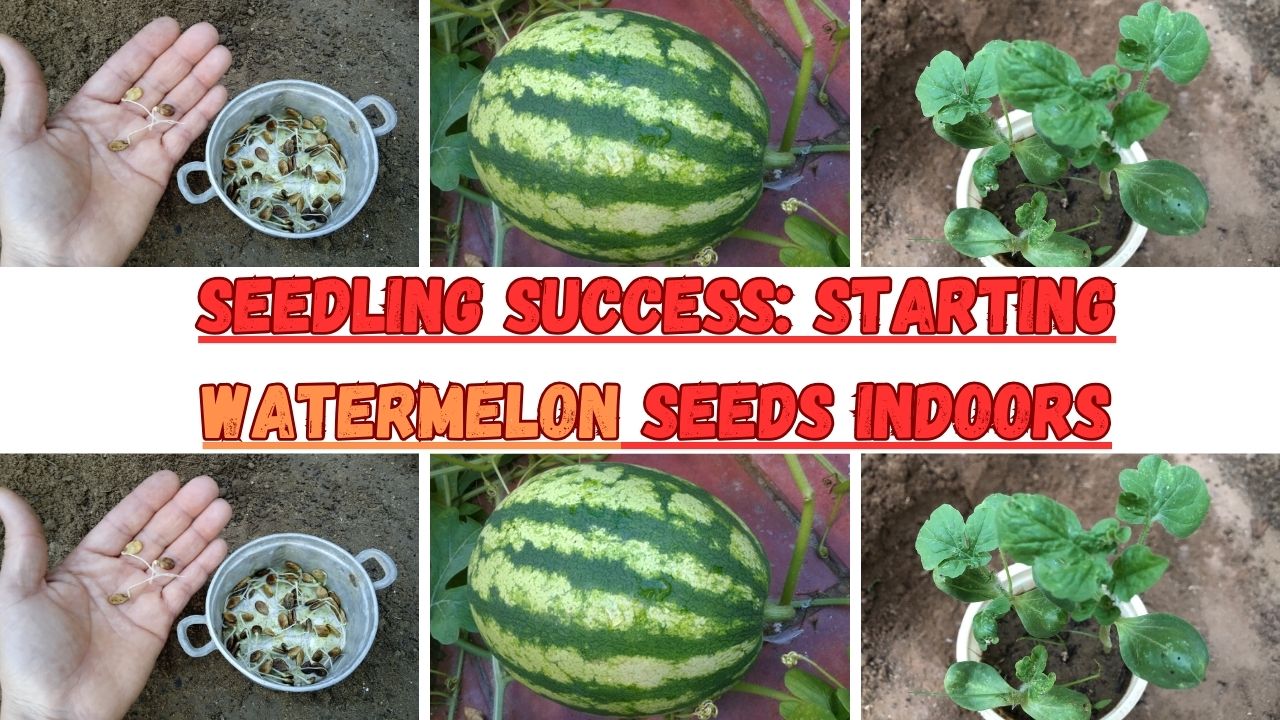 Whether you're a seasoned gardener or a beginner with a green thumb, our blog is your go-to resource for experiencing the joy of starting watermelon seeds indoors and caring for the resulting seedlings.