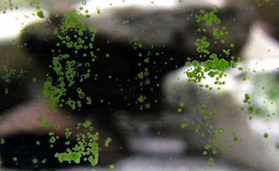 green spot algae