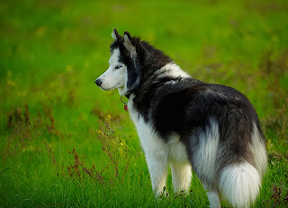 siberian huskies