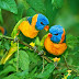 Love Birds - Parrots HD Photos- Images-Wallpapers.