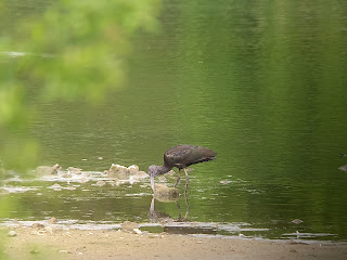 Glossy Ibis