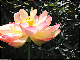 Jardín Japonés del Jardín Botánico de Montreal: Flor de Buda