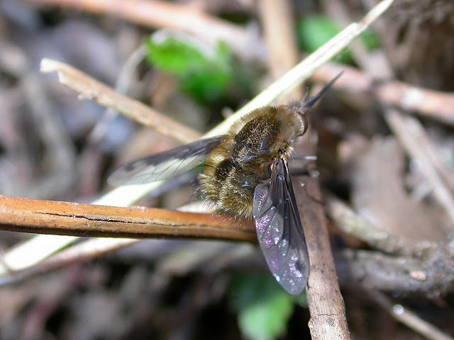 Bombylius fimbriatus