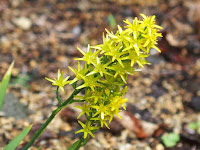 高山植物の仲間？「キンコウカ」。