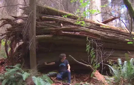 Picture of a fallen Cedar tree