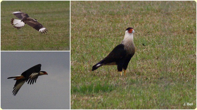64 Anahuac NWR 20114
