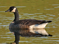 Canada Goose