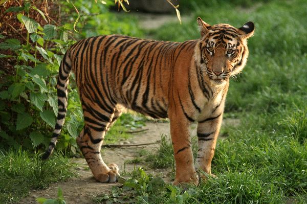 Gambar Harimau Sumatra Gambar Pemandangan