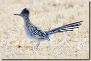 roadrunnercrop_~k1558616