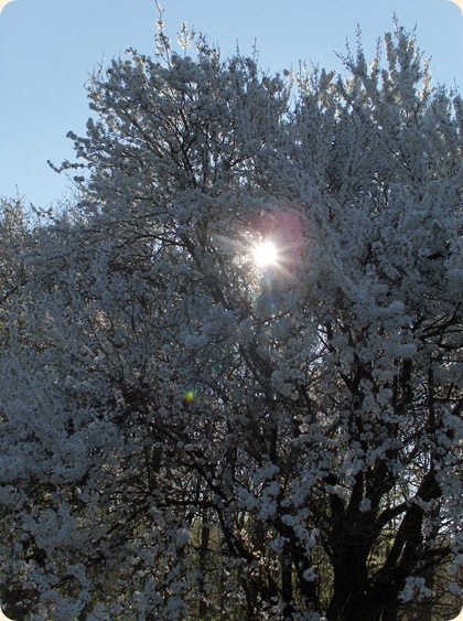 Solglimt