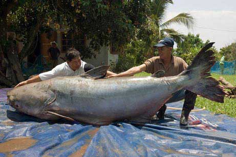 [peixe-gato-mekong.jpg]