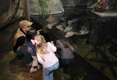 Georgia Aquarium Seen On www.coolpicturegallery.us