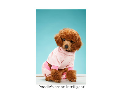 Poodles are known for their exceptional intelligence and ability to learn quickly. Ranked as the second most intelligent dog breed, they are highly trainable and eager to please their owners.