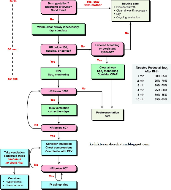 Gambar Algoritma Resusitasi Bayi Baru Lahir (Neonatus)