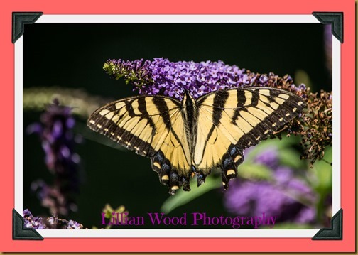 JULY 2015 (42 of 71)-2
