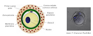 Resultado de imagen para cuerpo polar