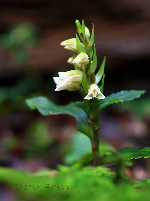 Goodyera foliosa