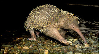 Long Beaked Echidna, Papua Endemic Species