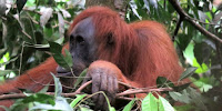 An initiative involving forest people in Indonesian Borneo is helping to protect the habitat of orangutans. (Image Credit: Meret Signer via Flickr) Click to Enlarge.